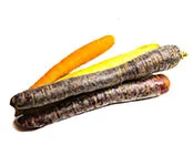 Carrots (Rainbow Multi Color)