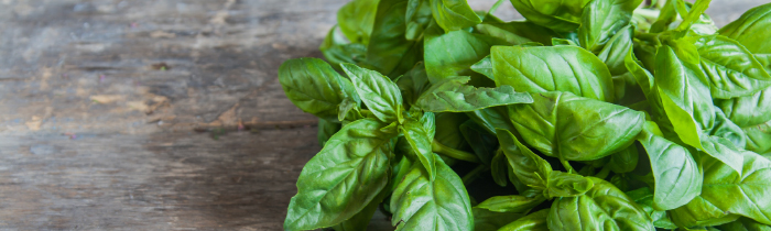 Basil: Italian