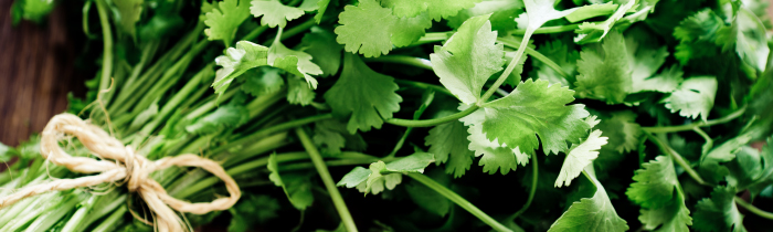 Cilantro