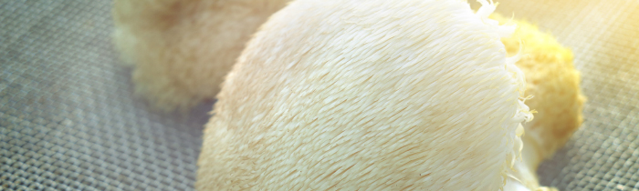 Lions Mane Mushrooms