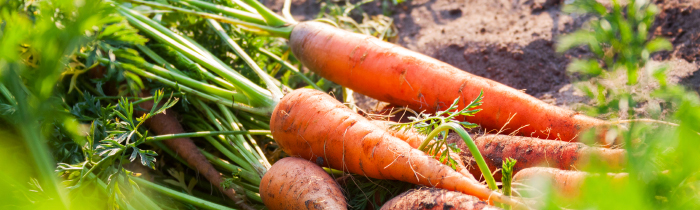 Carrots